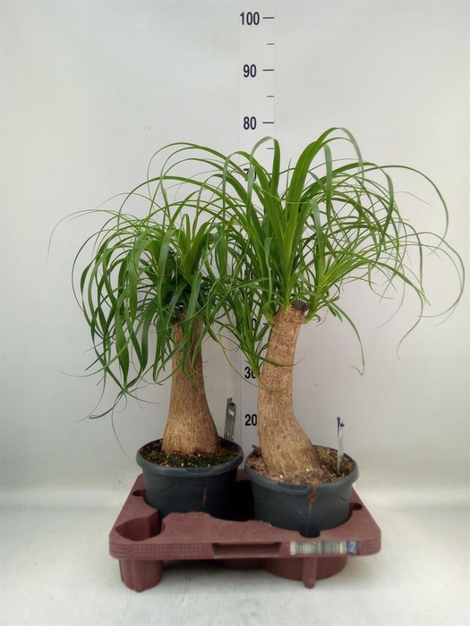 <h4>Beaucarnea recurvata</h4>