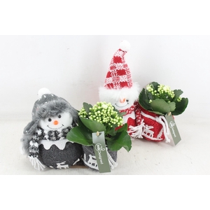 arr2 MB - Sneeuwpop mix x12