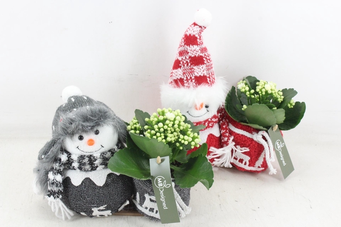 <h4>arr2 MB - Sneeuwpop mix x12</h4>