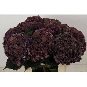 HYDR M CH MON AMO CL