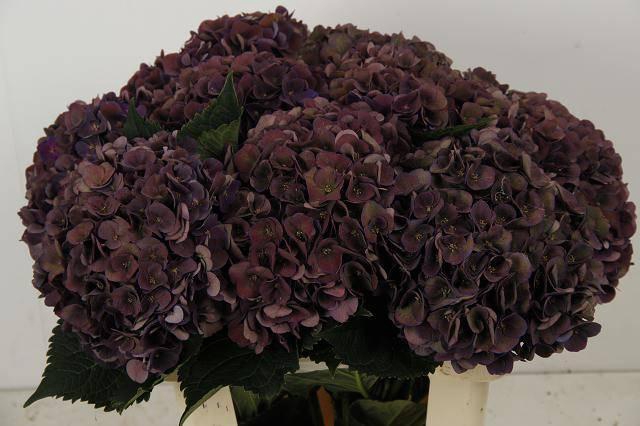 <h4>HYDR M CH MON AMO CL</h4>