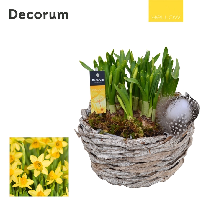 <h4>Narcis Gevlochten Schaal HL12785 [YELLOW]</h4>