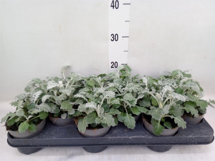 <h4>Jacobaea maritima</h4>