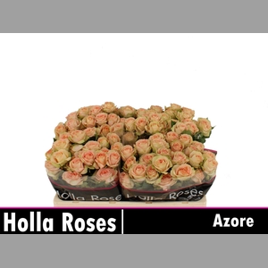 R TR AZORE