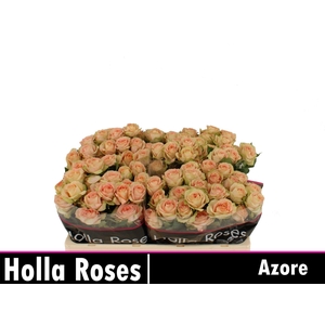 Rosa tros Azore