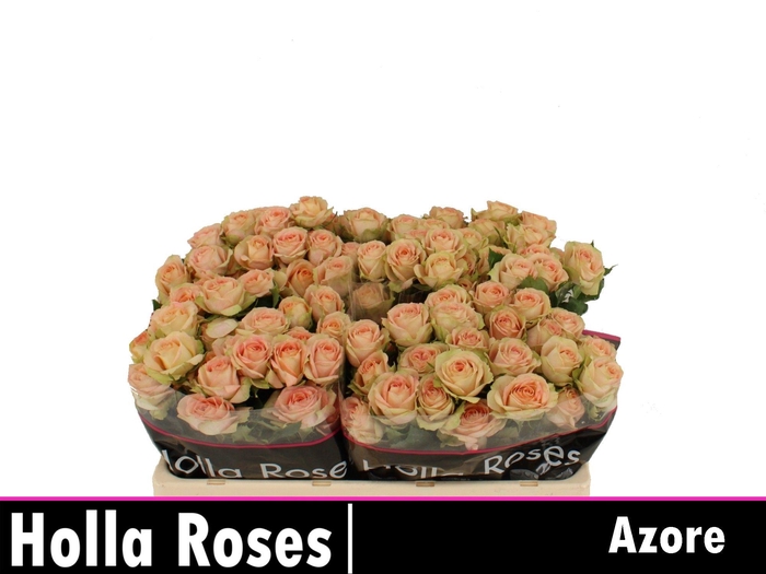 <h4>Rosa tros Azore</h4>