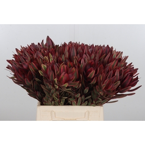 Leucadendron Jester