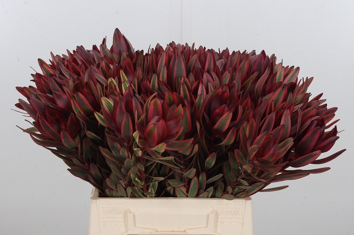 <h4>Leucadendron Jester</h4>