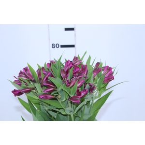 ALSTROEMERIA HELENA 080 CM ROXO