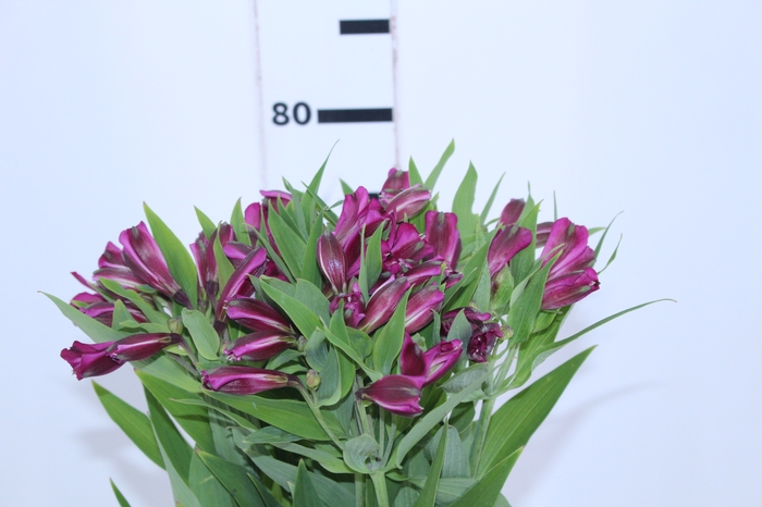 ALSTROEMERIA HELENA 080 CM ROXO