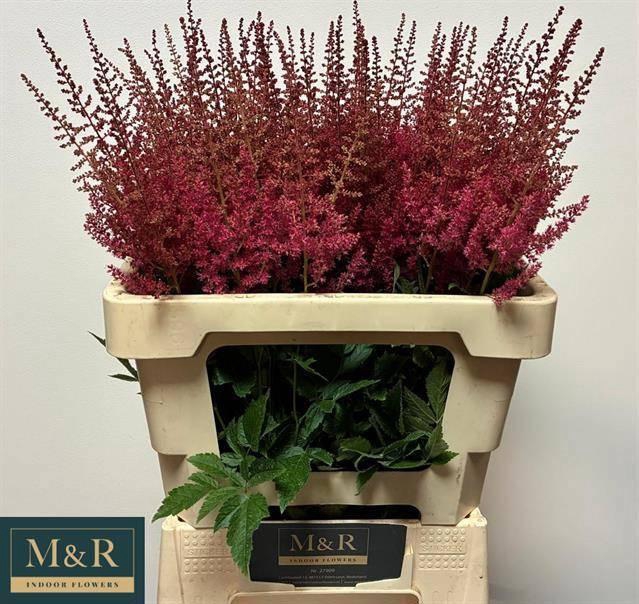 <h4>ASTIL AR ELSE SCHLUC</h4>