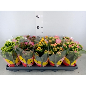 Kalanchoe blos.   ..rosebud rs fl x