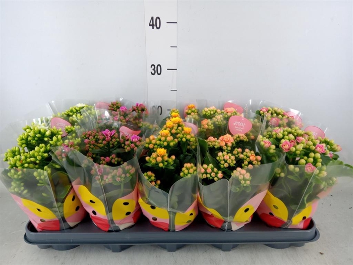 <h4>Kalanchoe blos. ..rosebud rs fl x</h4>
