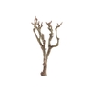 Syringa Branch Extra Donatoni