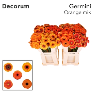 Germini Mix Oranje Water