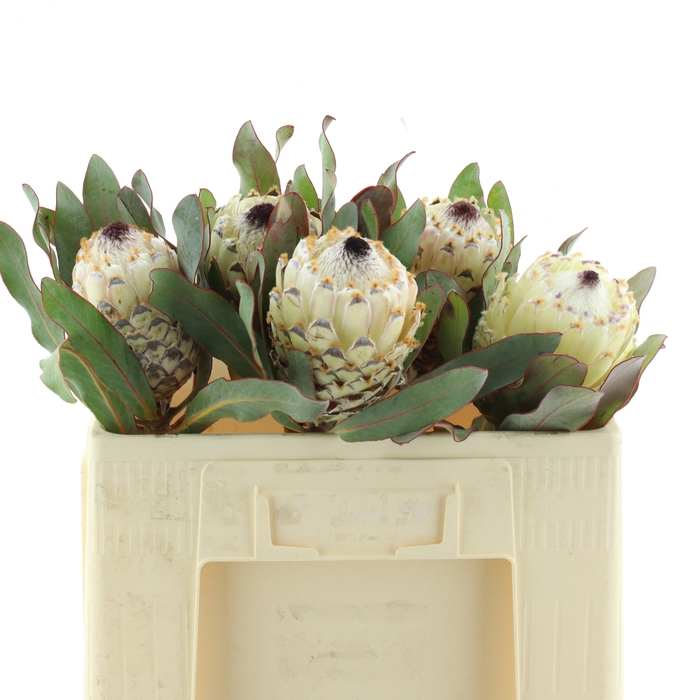 <h4>PROTEA M ICE QUEEN</h4>