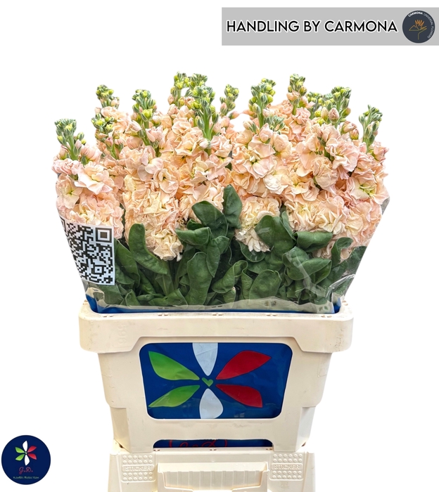 <h4>MATTH IRON APRICOT</h4>