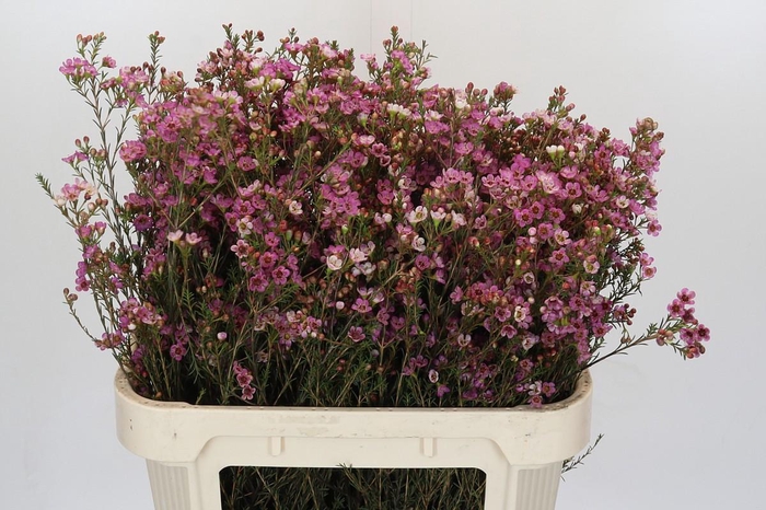 <h4>Chamelaucium Painted Lady</h4>