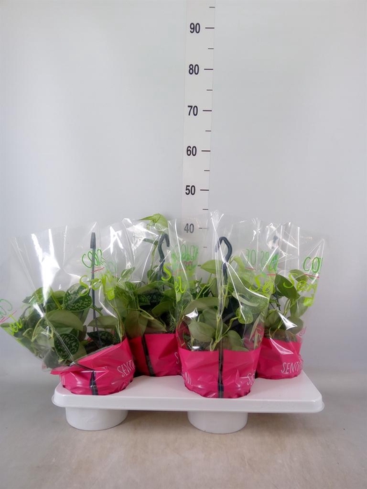 <h4>Scindapsus pictus 'Argyraeus'</h4>