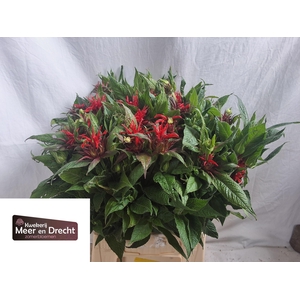 Monarda Ov