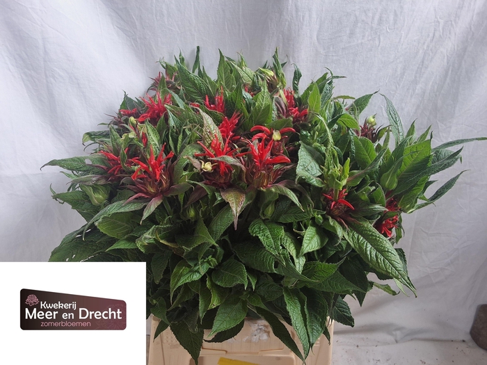 <h4>Monarda Ov</h4>