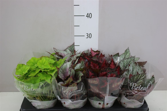 <h4>Begonia Blad Beleaf Gemengd</h4>