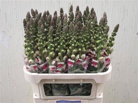 <h4>Antir Potomac Plum Blossom</h4>