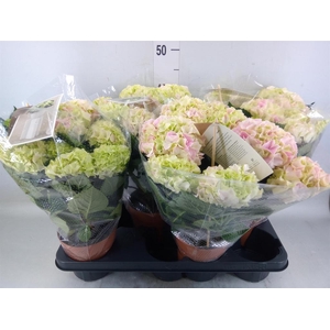 Hydrangea mac. 'Hi Diamond'