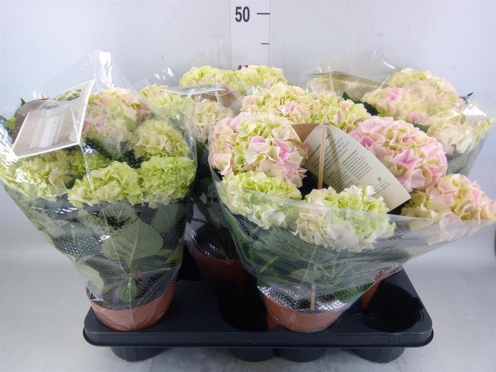 <h4>Hydrangea mac. 'Hi Diamond'</h4>