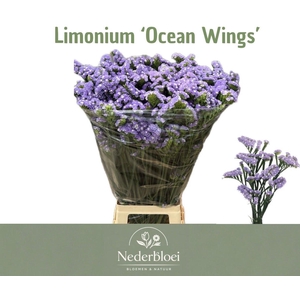LIM S OCEAN WINGS