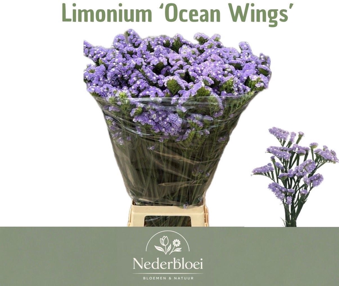 <h4>LIM S OCEAN WINGS</h4>