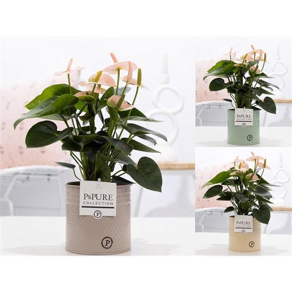 <h4>Anthurium pink (Spirit) in P&PURE zinc Louise 4 ass.3;</h4>
