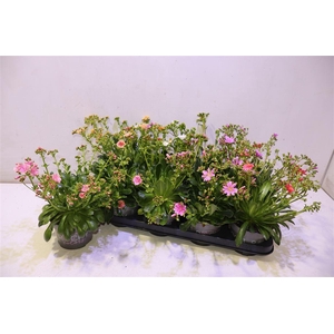 arr8 Lewi Rocky Color Gem