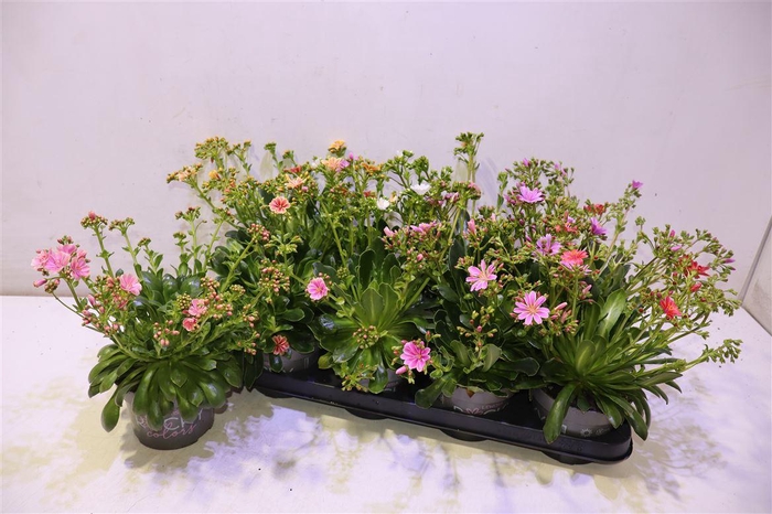 <h4>arr8 Lewi Rocky Color Gem</h4>