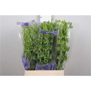 Moluccella