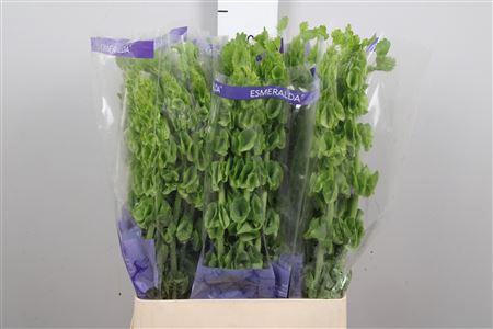 <h4>Moluccella</h4>