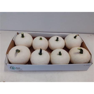 CUCURBITA PEPO