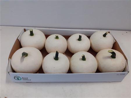 <h4>CUCURBITA PEPO</h4>