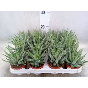 Aloe humilis