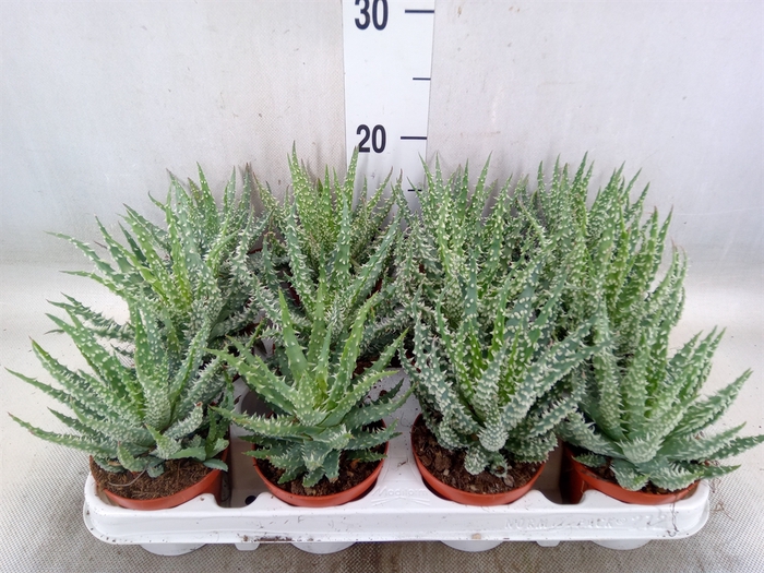 <h4>Aloe humilis</h4>