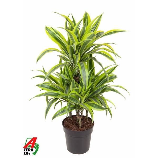 <h4>Dracaena fragrans Deremensis Grp Lemon Lime</h4>