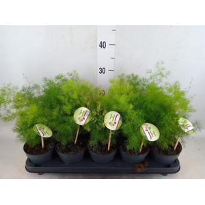 Asparagus umbellatus