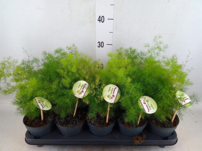 <h4>Asparagus umbellatus</h4>