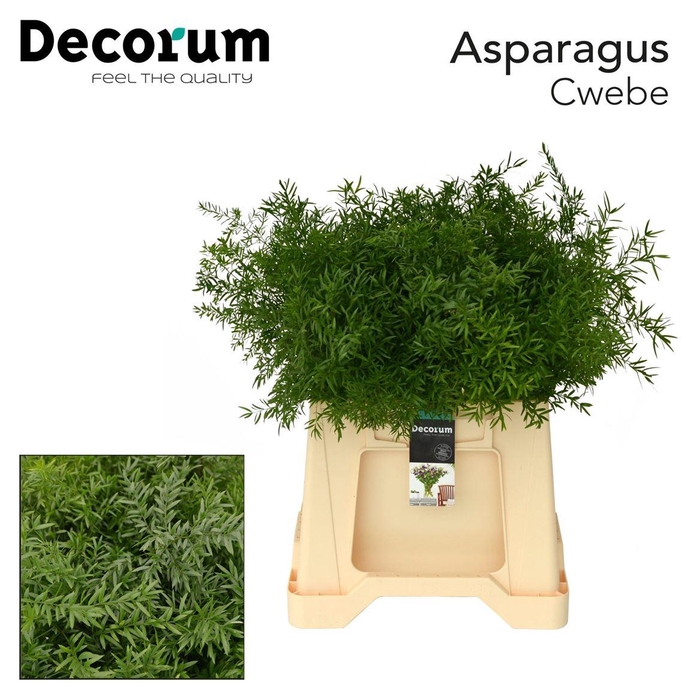 <h4>Asparagus densiflorus 'Cwebe'</h4>