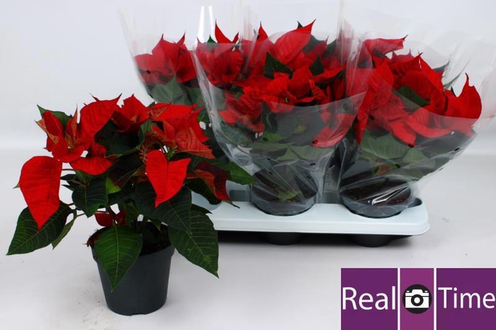 <h4>EUPHOR P CHR EVE</h4>