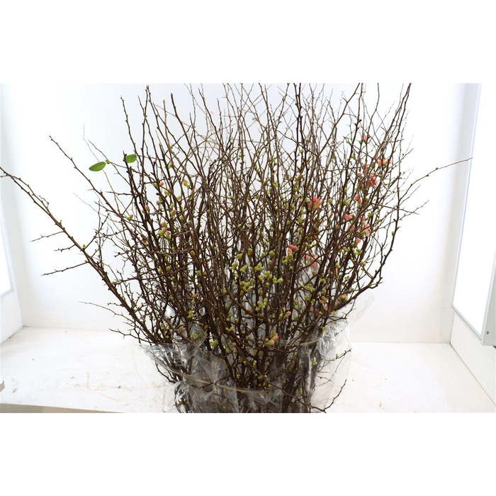 <h4>Chaenomeles X Superba 150cm</h4>