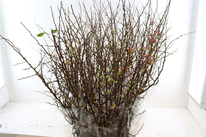 Chaenomeles X Superba 150cm