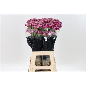 Di St Merletto Purple