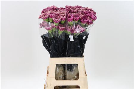 <h4>Di St Merletto Purple</h4>