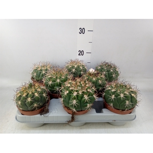 Gymnocalycium saglionis